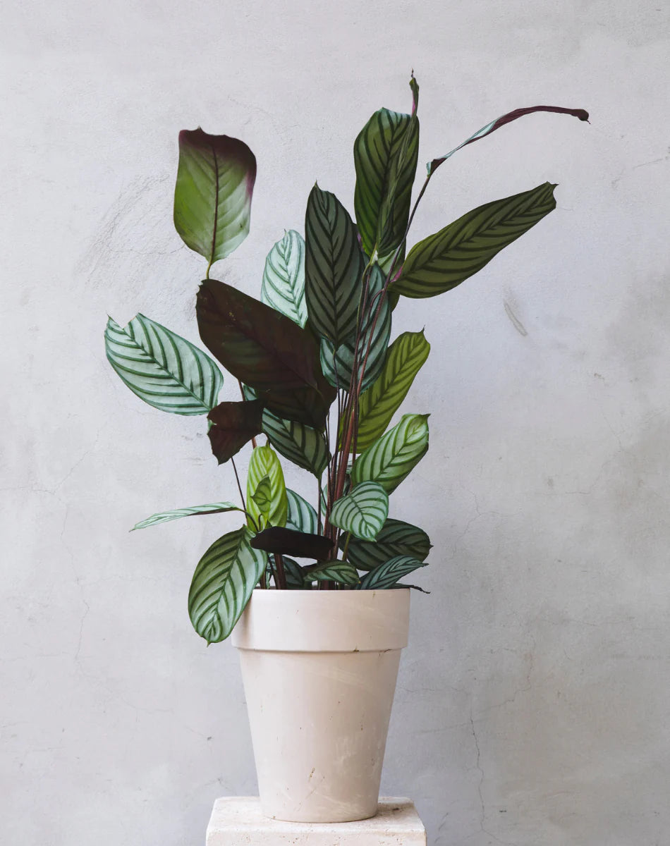 Calathea